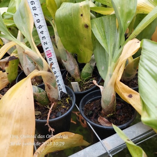 Fredclarkeara Carly-Ito - Adulto