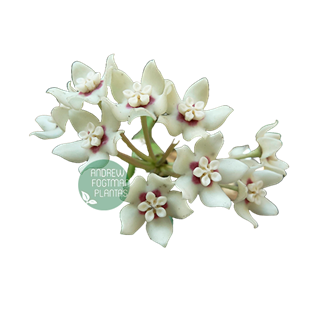 Flor de cera Hoya australis muda enraizada no pote nº 6 - Orquiloja