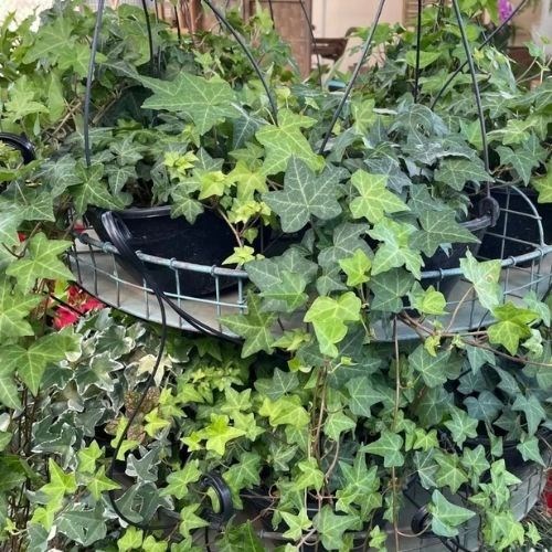 Folhagem Hera Estrela (Vaso de Cuia)