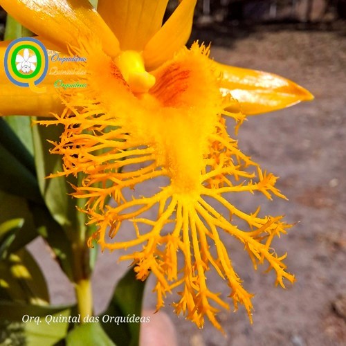 Dendrobium brymerianum - Adulto