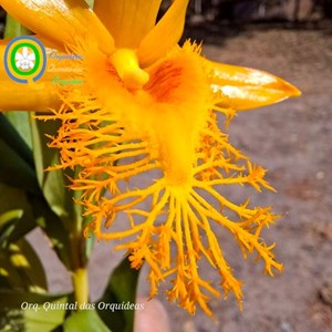 Dendrobium brymerianum - Adulto