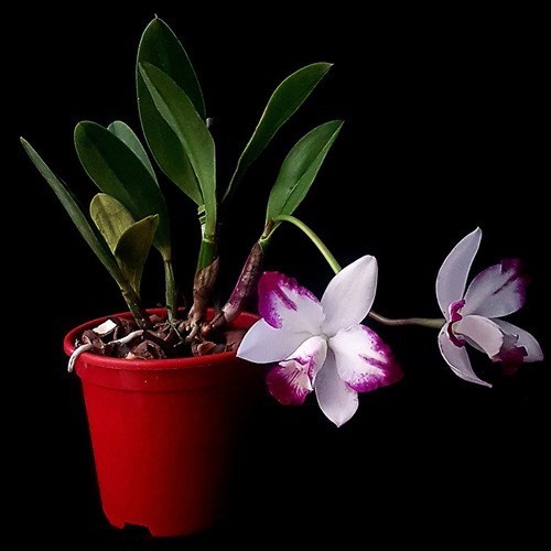 Orquídea Lc Haw Angel Small Beauty ! Planta Adulta Com Vaso