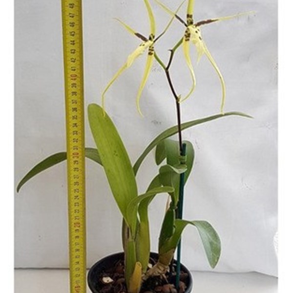 Orquídea Aranha Brassia Planta Adulta Exótica - Orquiloja
