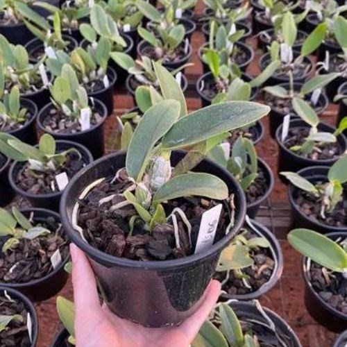 Orquídea Cattleya walkeriana Equilíbrio X Cw.top Coerulea X Cw.xisto Redonda