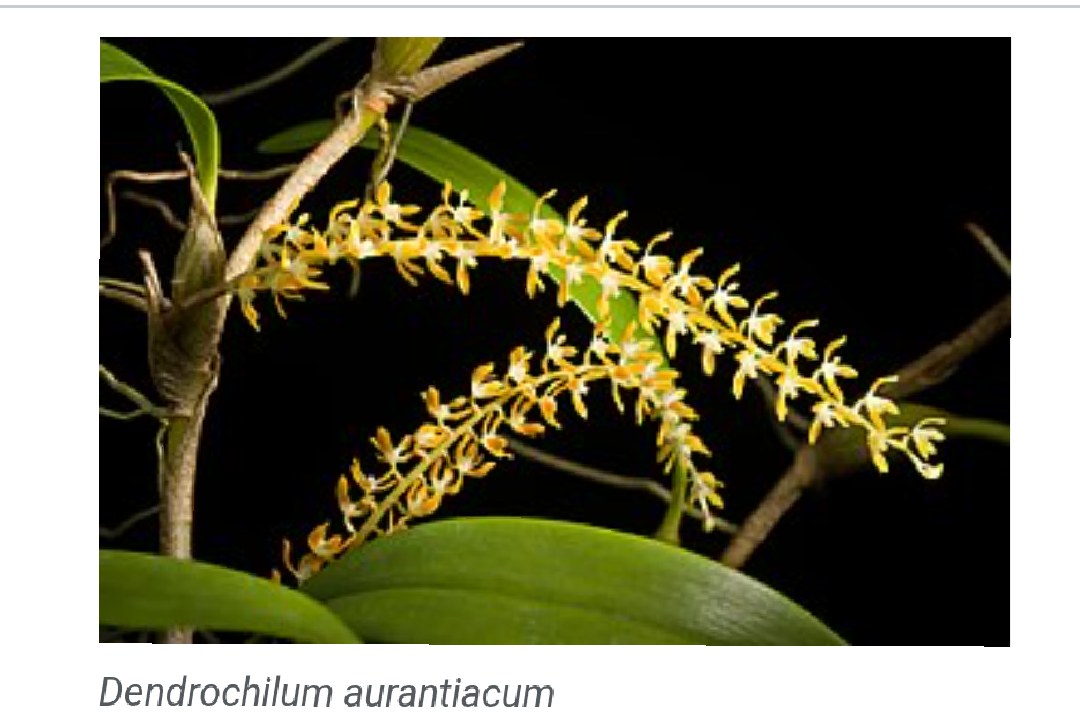Orquídea Exótica Dendrochilum aurantiacum
