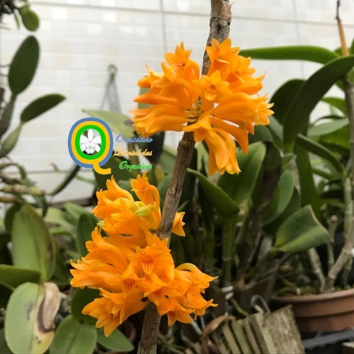 Dendrobium bullenianum - Adulto
