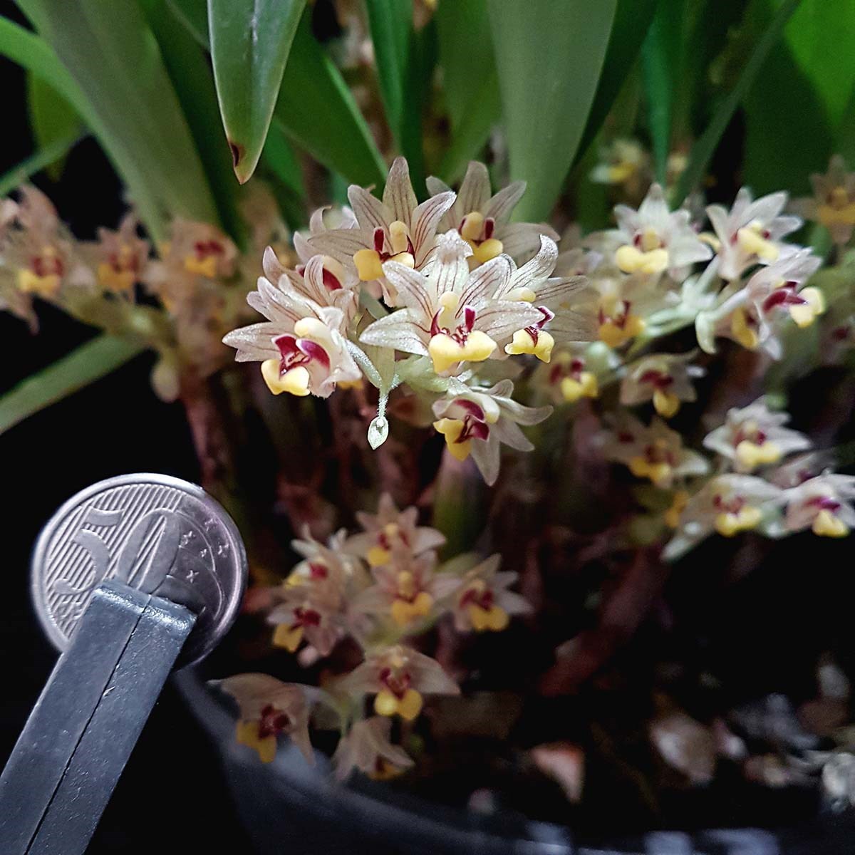 Orquídea Eria xanthocheila Planta Adulta Flor Exótica