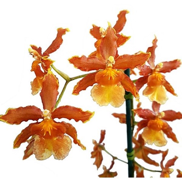 Orquídea Oncidium (Odontocidium) Catatante Planta Adulta - Orquiloja