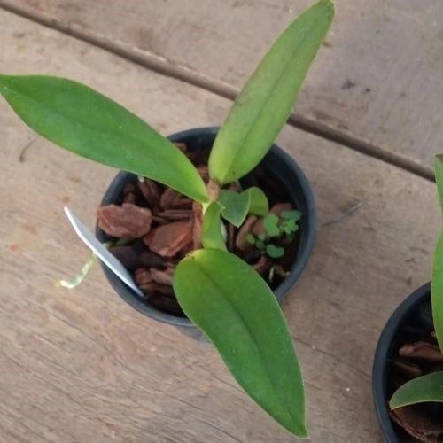 Orquídea Cattleya Ayrton Senna x Mini Cattleya Amarela