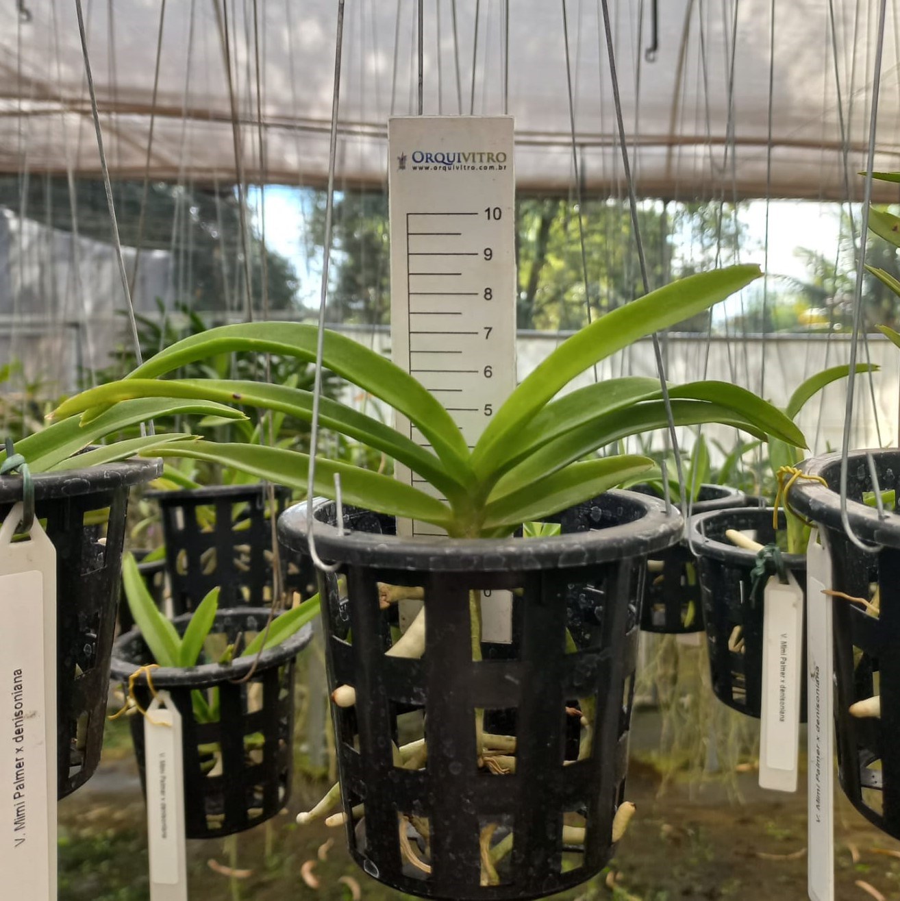 Kit - 4 Mudas De Orquídea Vanda