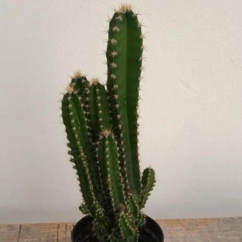 Cacto Cereus