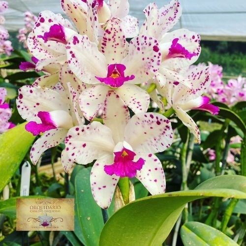 Orquídea Cattleya amethystoglossa 4N Self 