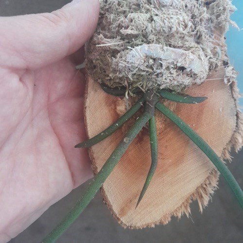 Paraphalaenopsis labukensis