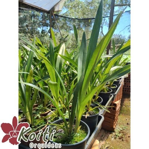 Orquídea Cymbidium Dorothy Stockstill - Meristema