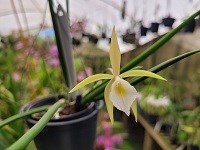 Kit com 03 hibridos primarios de Brassavola 