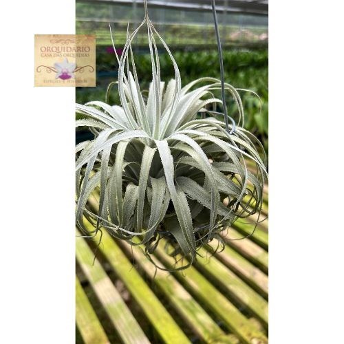 Tillandsia chapeuensis - Orquiloja