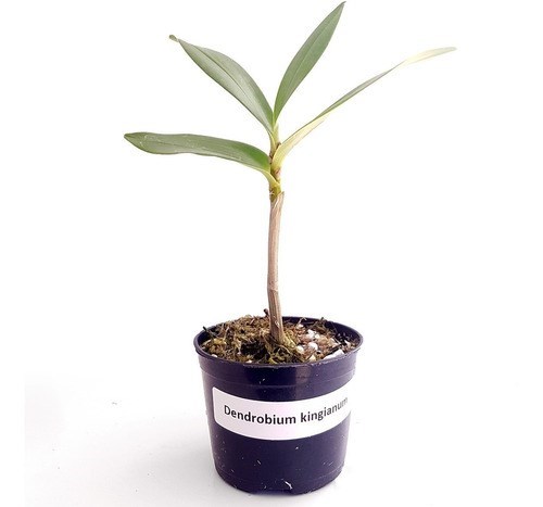 Kit Mudas De Orquídeas Mista 36 Unidades Super Promoção.