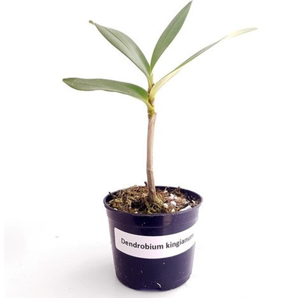 Kit Mudas De Orquídeas Mista 36 Unidades Super Promoção.