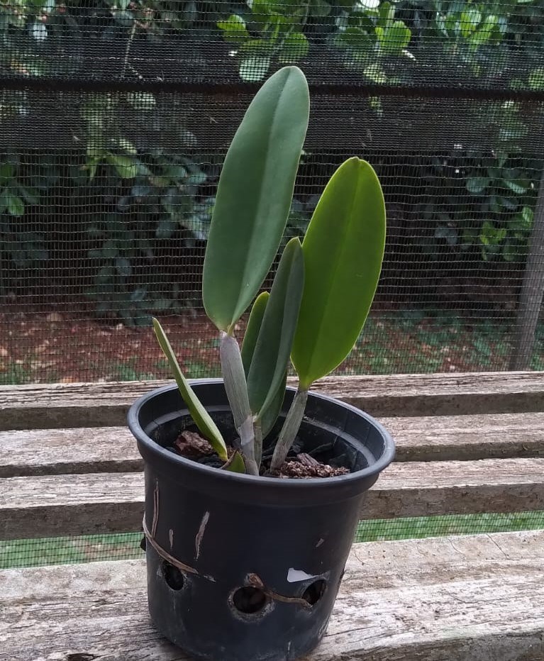 Cattleya (loddigesii pelorica x walkeriana)