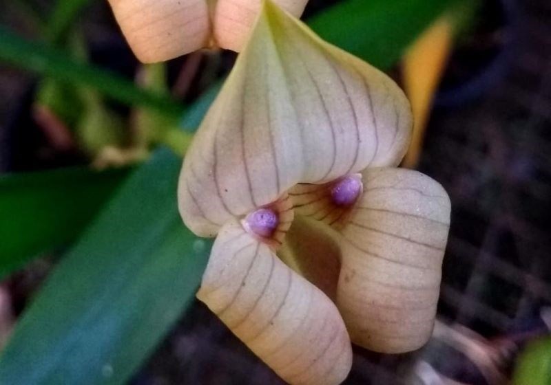 Trigonidium egertonianum