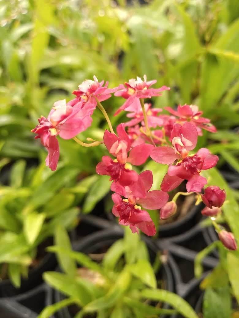Orquídea Oncidium Twinkle (cores diversas)