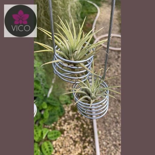 Tillandsia ionantha Druid 