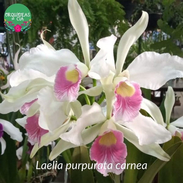 Orquídea Laelia purpurata carnea - Orquiloja