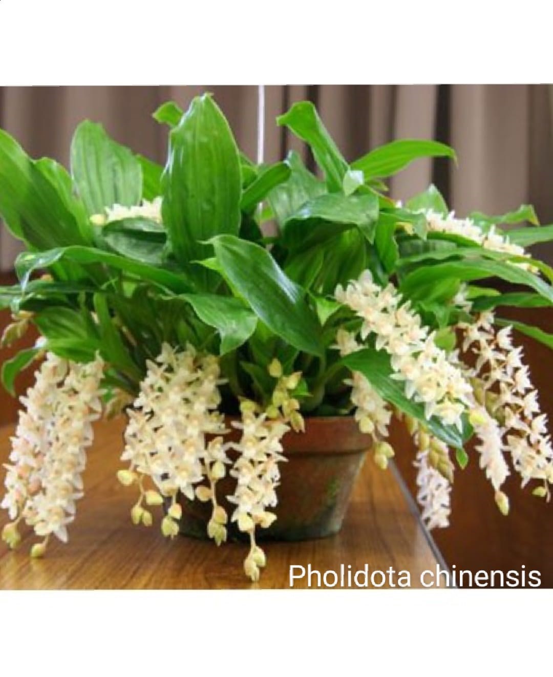Orquídea Pholidota chinensis