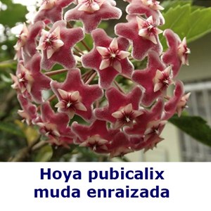 Flor de cera Hoya pubicalix 'Silver Pink' muda enraizada no pote nº 6