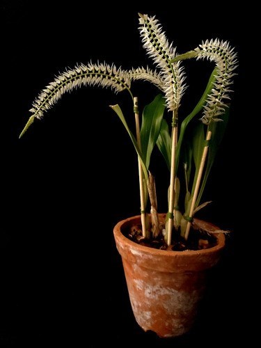 Orquídea Dendrochilum glumaceum Planta Adulta 3 A 4 Bulbos