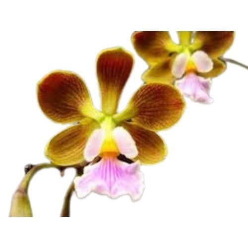 Orquídea Encyclia maderoi