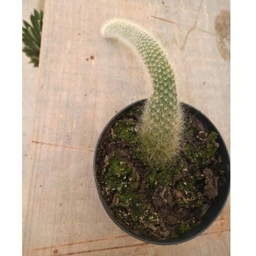 Cacto Rabo de Macaco