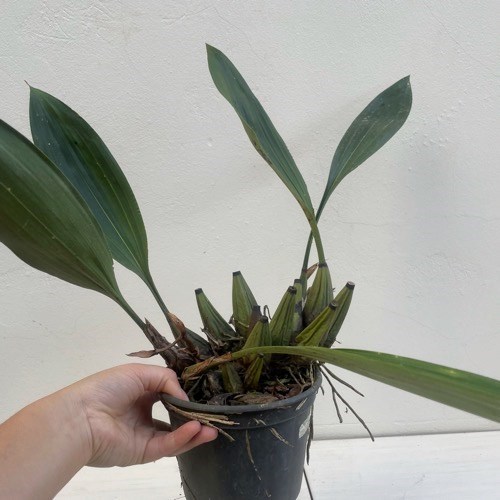 Orquídea Bifrenaria harrissoniana