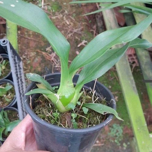 Orquídea Grammatophyllum scriptum