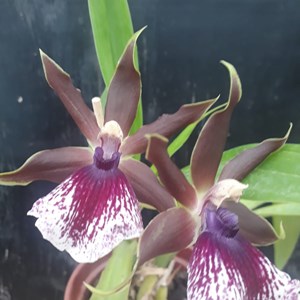 Orquídea Zygopetalum Louis Sandorf