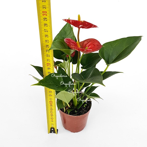 Mini Antúrio Vermelho Planta Natural Adulta Com Vaso - Orquiloja