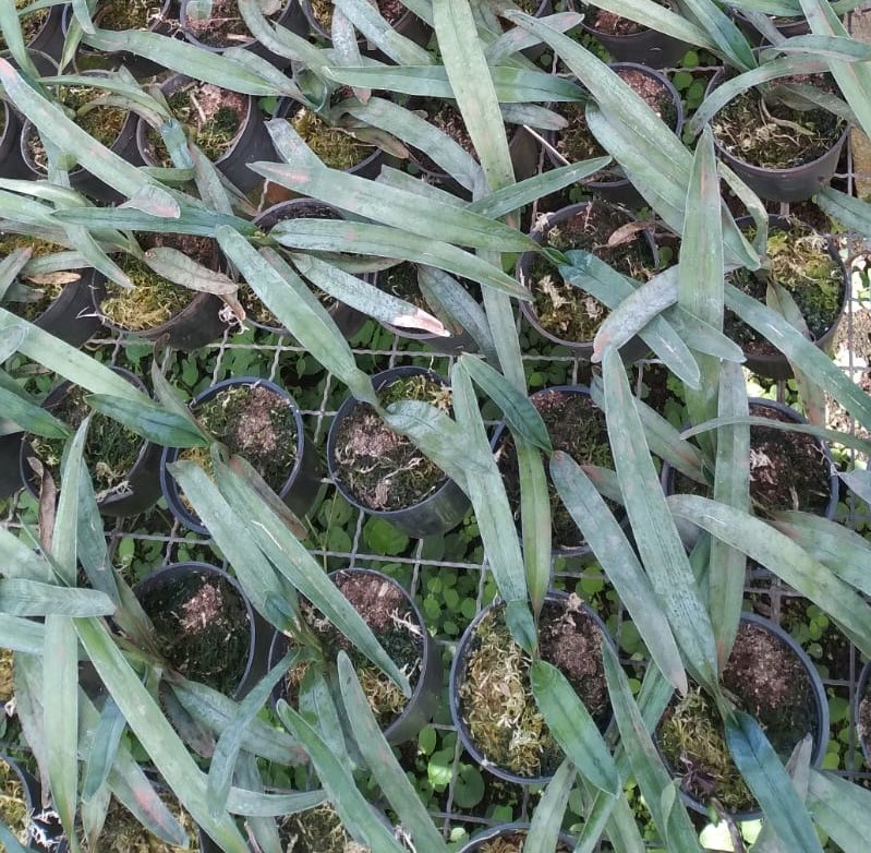 Angraecum sesquipedale