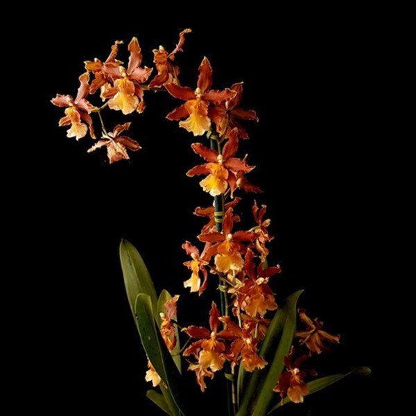 Orquídea Oncidium (Odontocidium) Catatante Planta Adulta - Orquiloja