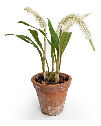Orquídea Dendrochilum glumaceum Planta Adulta 3 A 4 Bulbos