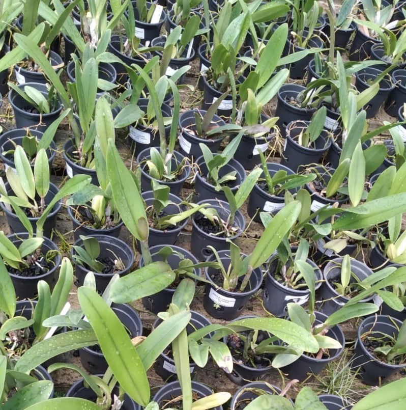 Cattleya Turandot Guaxupe x BC Horacio