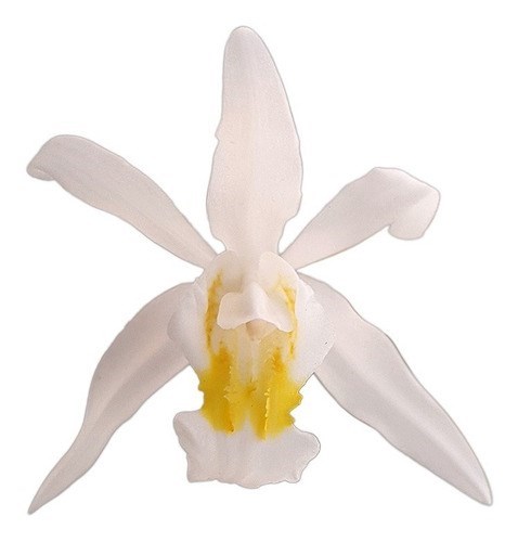 Orquídea Coelogyne mooreana. Com Vaso ! Planta Adulta !