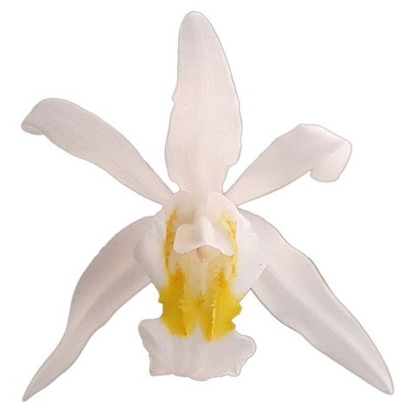 Orquídea Coelogyne mooreana. Com Vaso ! Planta Adulta !