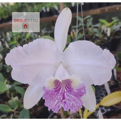 Cattleya lueddemanniana coerulea (CARACAS x NR27)