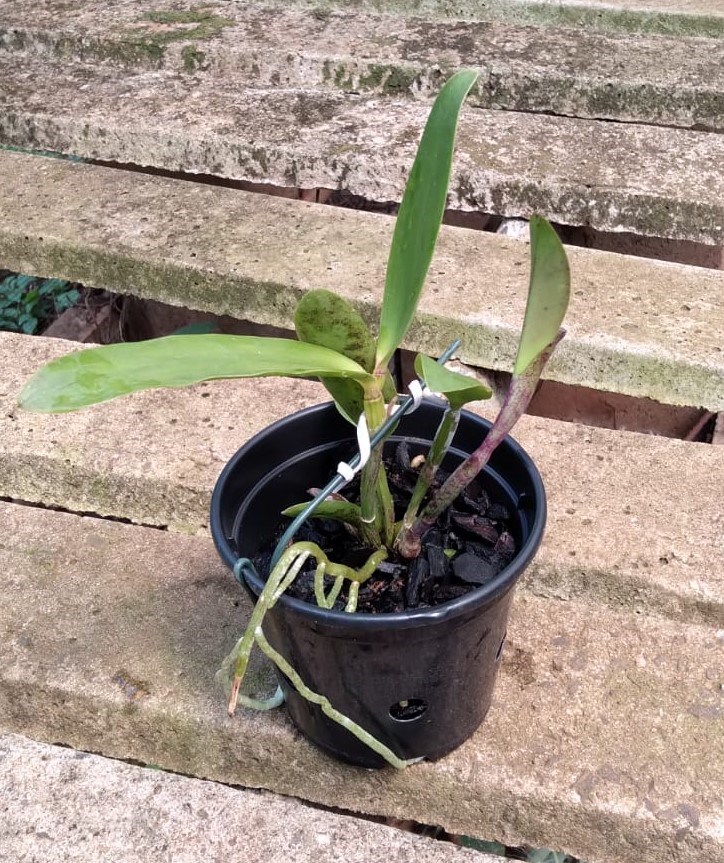 Cattleya amethystoglossa (tipo x multiflora)