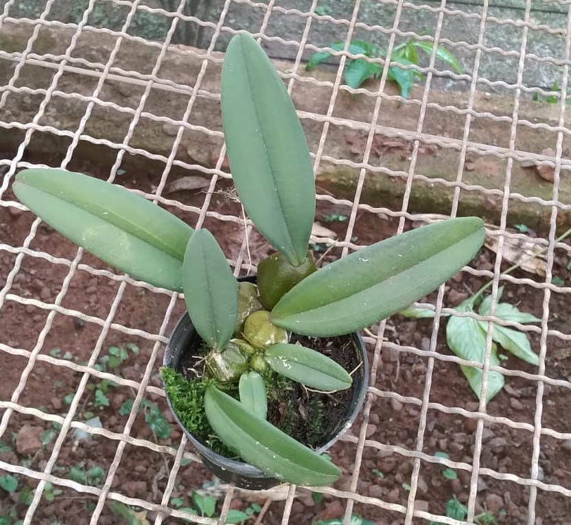 Bulbophyllum (Crownpoint x frostii)