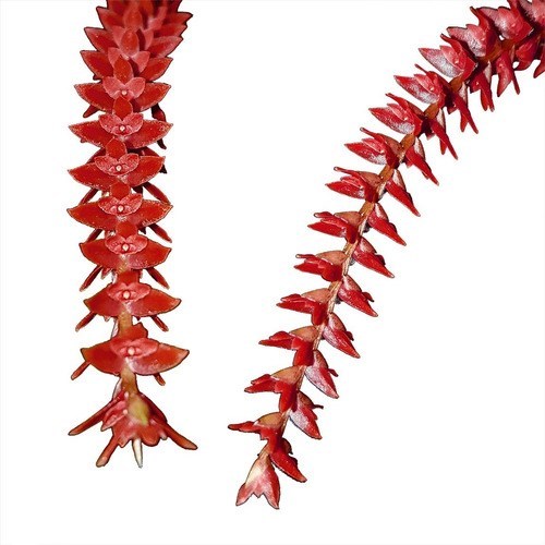 Orquídea Dendrochilum wenzelii Planta Adulta No Cachepot