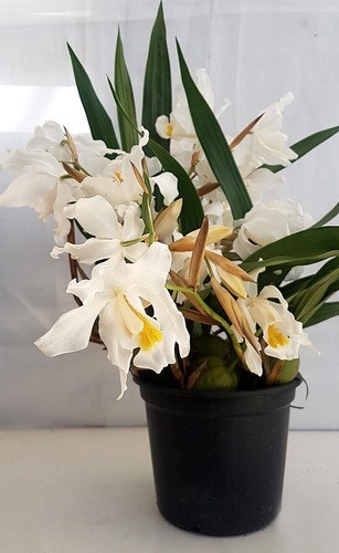 Orquídea Coelogyne cristata Entouceirada ! Planta Adulta !