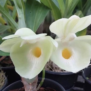 Catasetum Pileatum sp white - Adulto - PROMOÇÃO