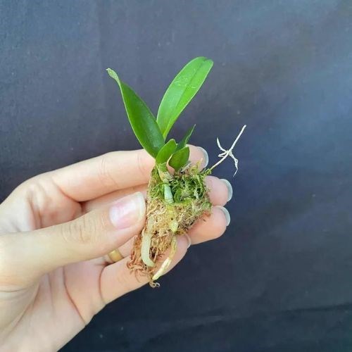 Kit com 10 Mudas De Orquídea Para Replantar