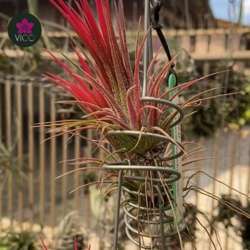Tillandsia Ionantha "Fuego"